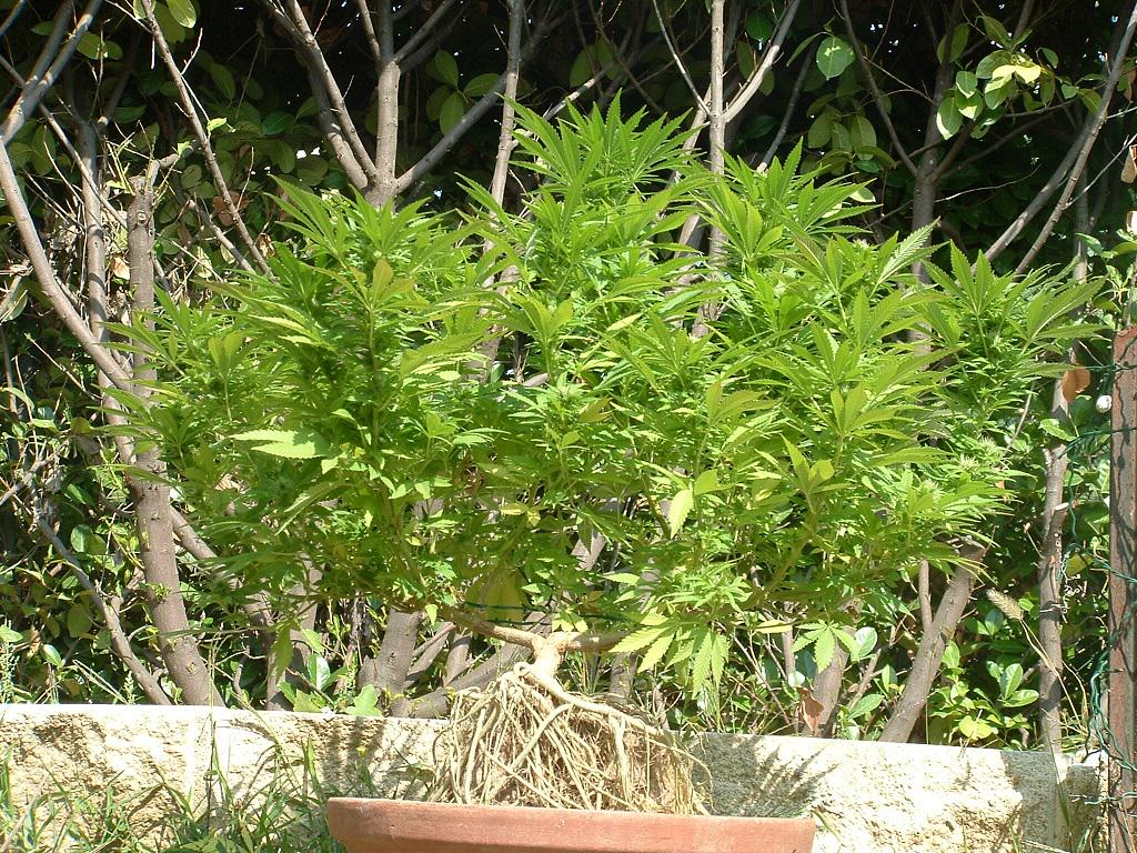 Passage en floraison du bonsai de cannabis