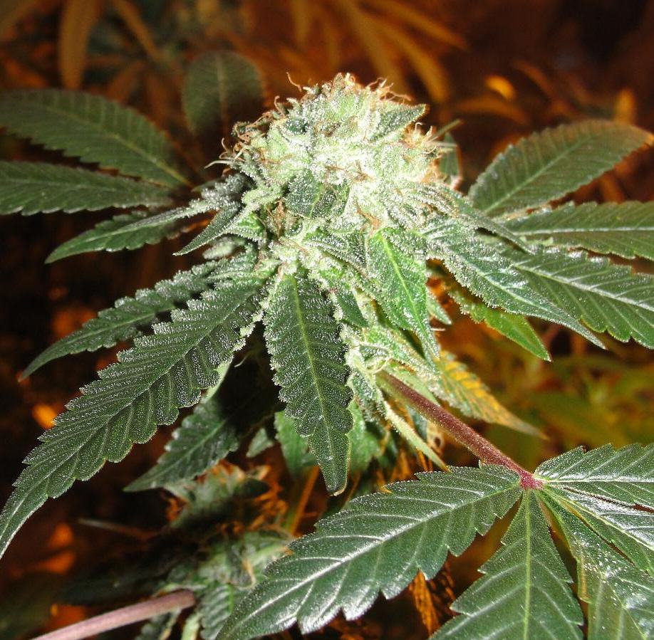 Bud de cannabis cultivé en aquaponie