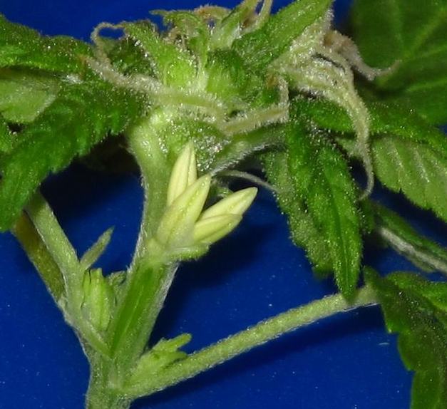 Reconnaitre une plante de marijuana hermaphrodite
