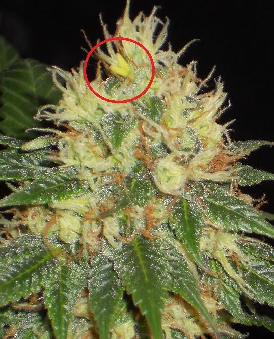Cannabis Et Hermaphrodisme Alchimia Grow Shop Cannabis Et Hermaphrodisme Alchimia Grow Shop