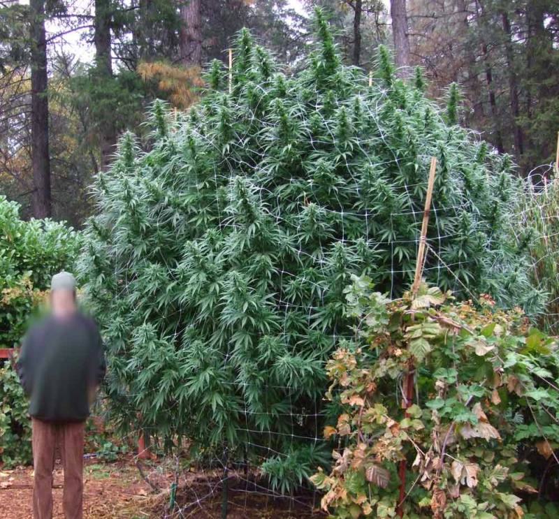 Le cannabis peut atteindre plusieurs mètres de hauteur en extérieur