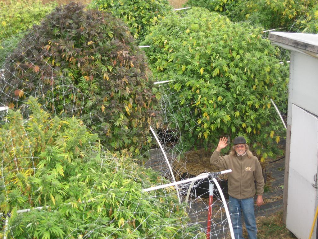 Plantes de cannabis nourries au compost