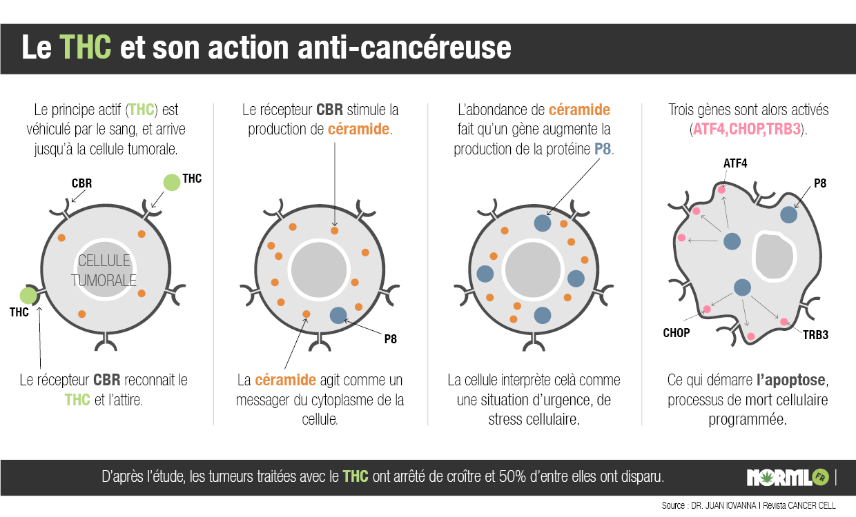 Le THC provoque l'apoptose (mort cellulaire) des cellules cancéreuses Action du THC sur les cellules tumorales (source = NORML)