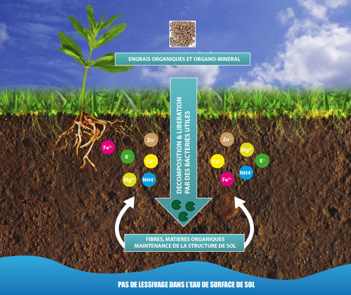 L'engrais est la nourriture des plantes