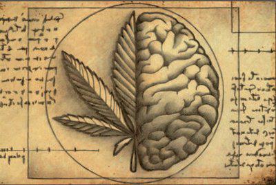Le cannabis protégerait le cerveau