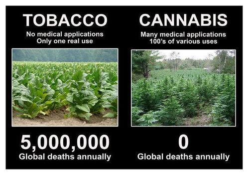 Tabac VS Cannabis