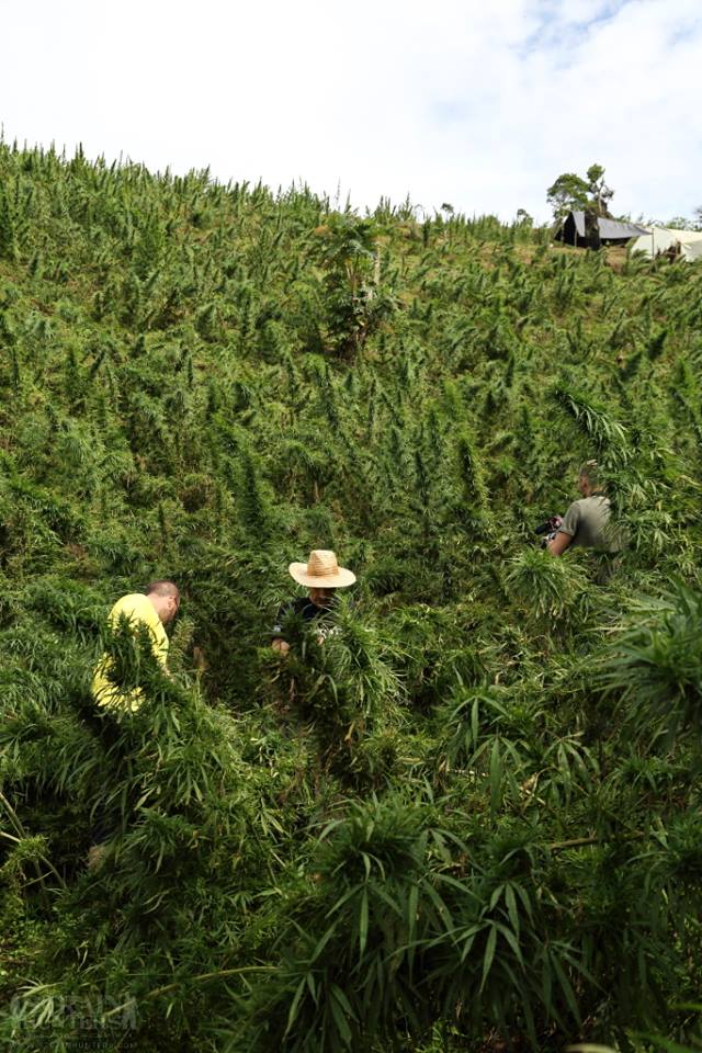 L'équipe Strain Hunters en Colombie