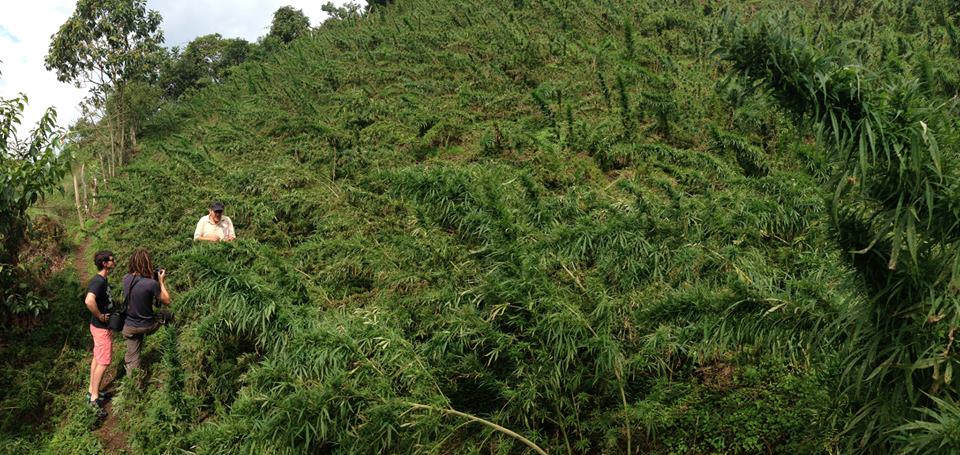 Observation de plantes de cannabis Landrace en Colombie