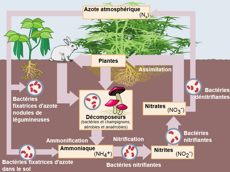 Azote: Carences et excès chez les plantes de cannabis