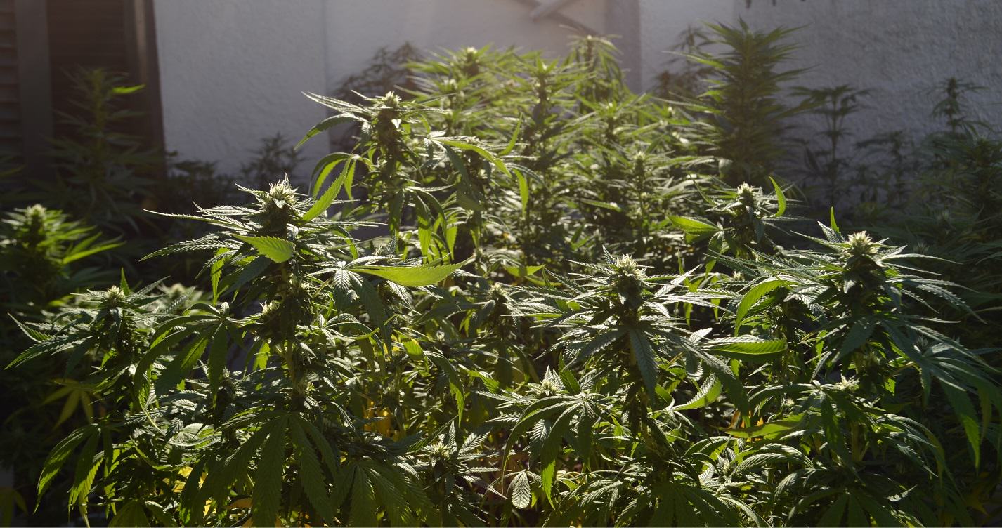 Kandy Kush en SuperCropping