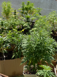 Plantes de cannabis sur terrasse
