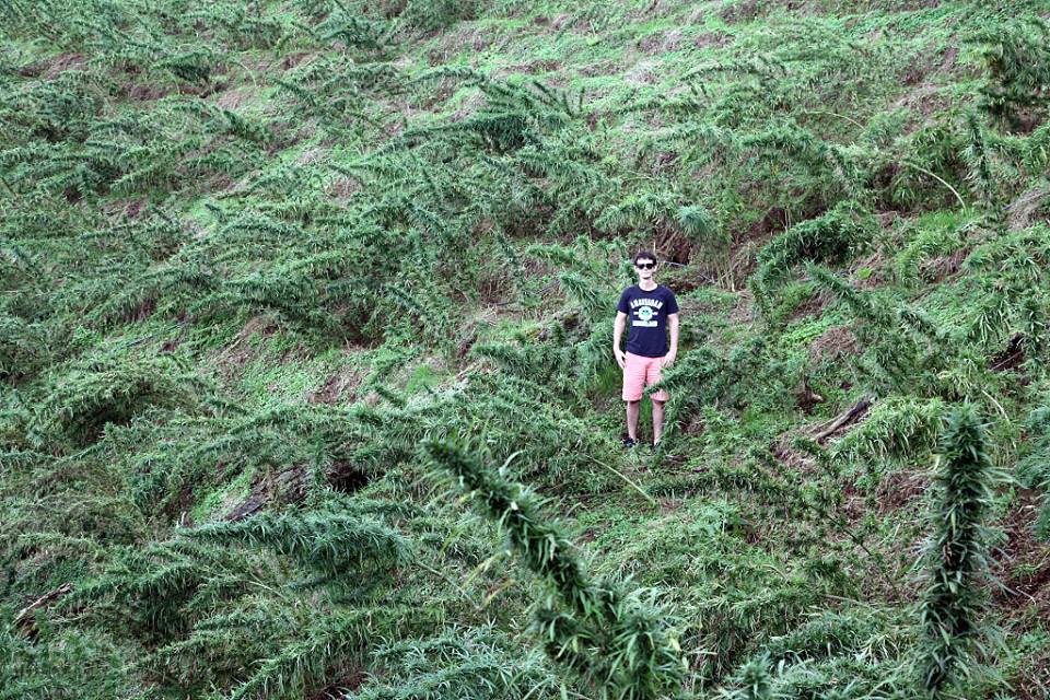 Dans un champ de cannabis landrace Colombien