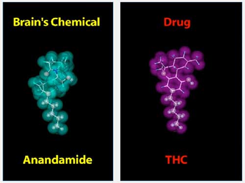 THC et anandamide