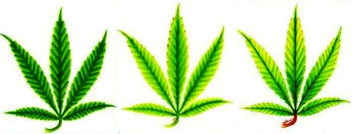 Différents degrés de carence en azote chez le cannabis