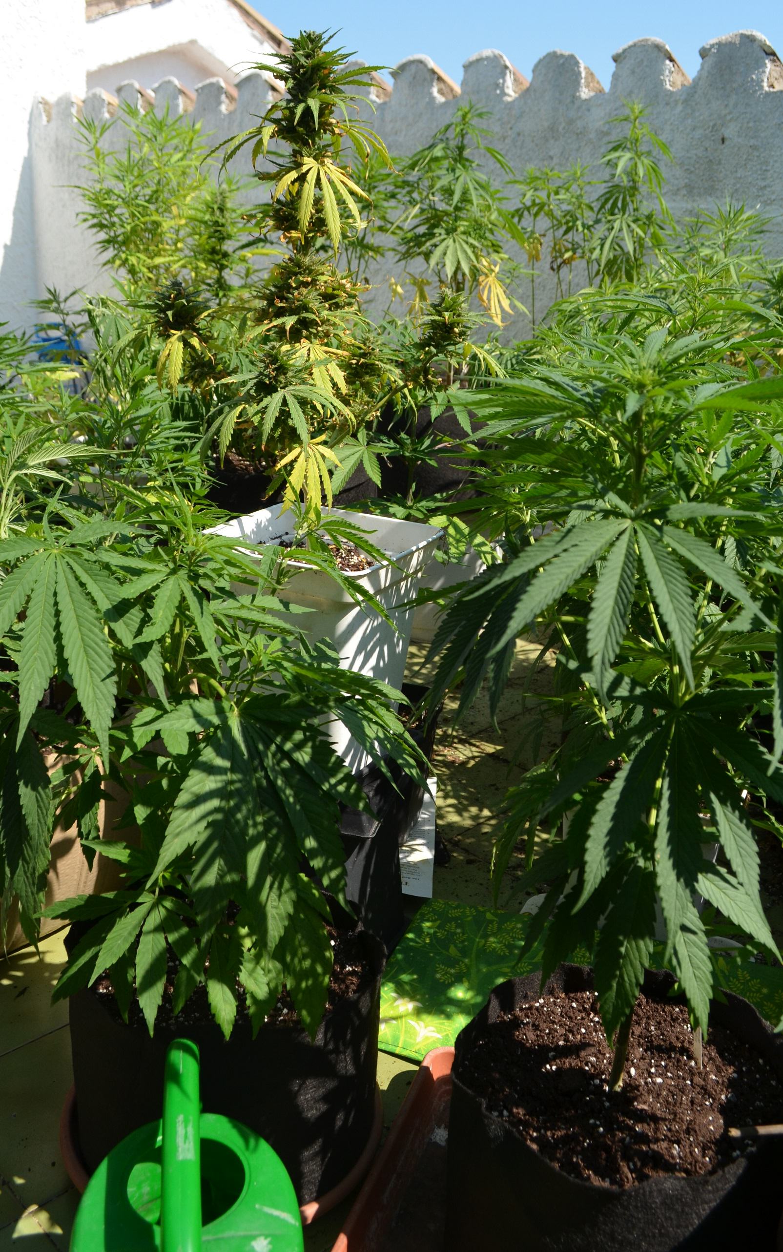 Différentes plantes de cannabis