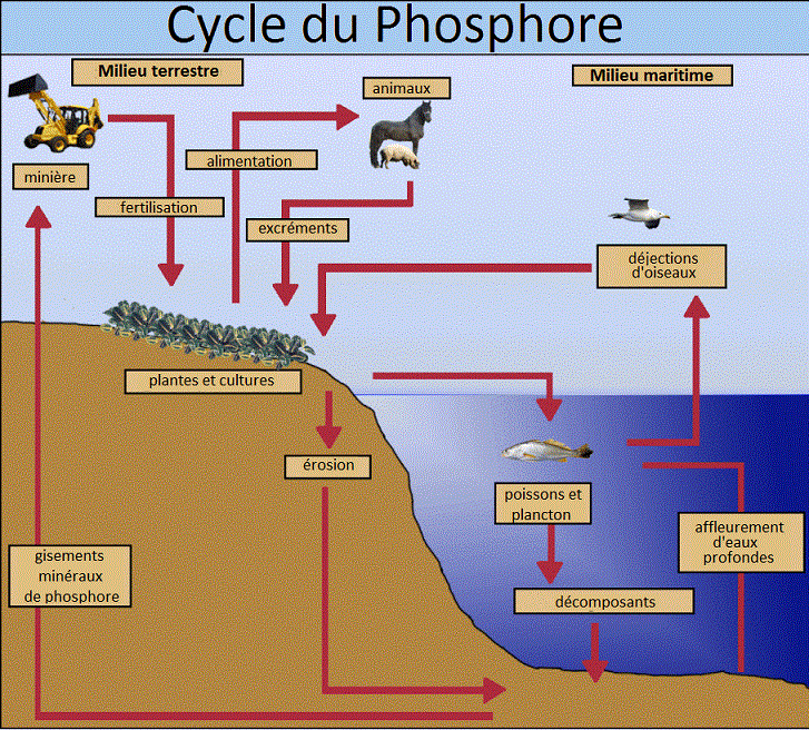 Cycle du phosphore