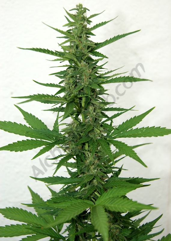 Détail point FB Smart pot