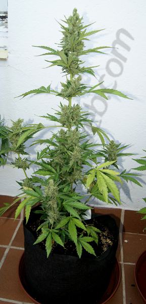 Fin de floraison