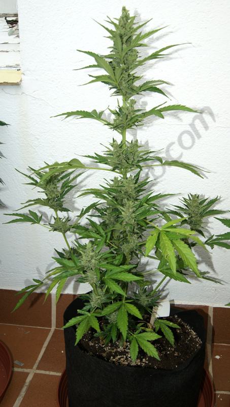 FLash Babylon, Smart Pot 11L, en fleurs