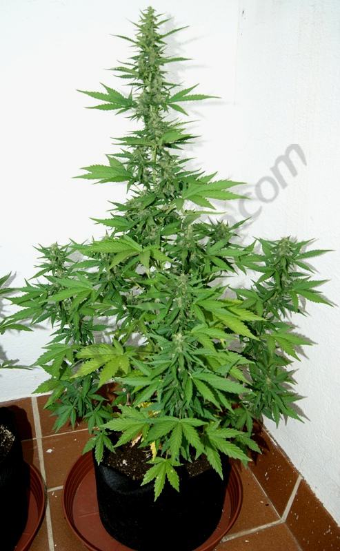 Flash Babylon 11L 6° semaine de floraison