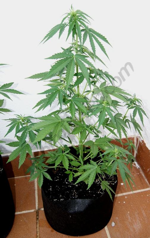 Flash Babylon en début de floraison