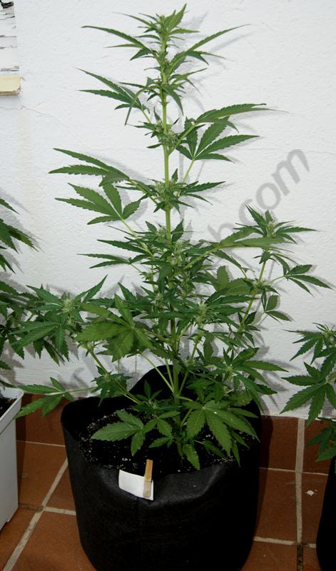 Flash Babylon en Smart Pot de 18L, 3° semaine de floraison