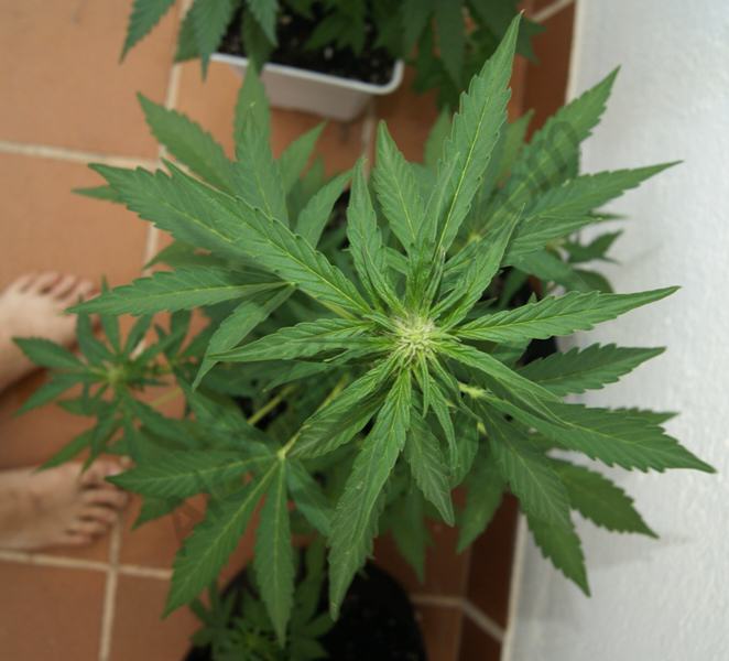 Flash Babylon première semaine de floraison