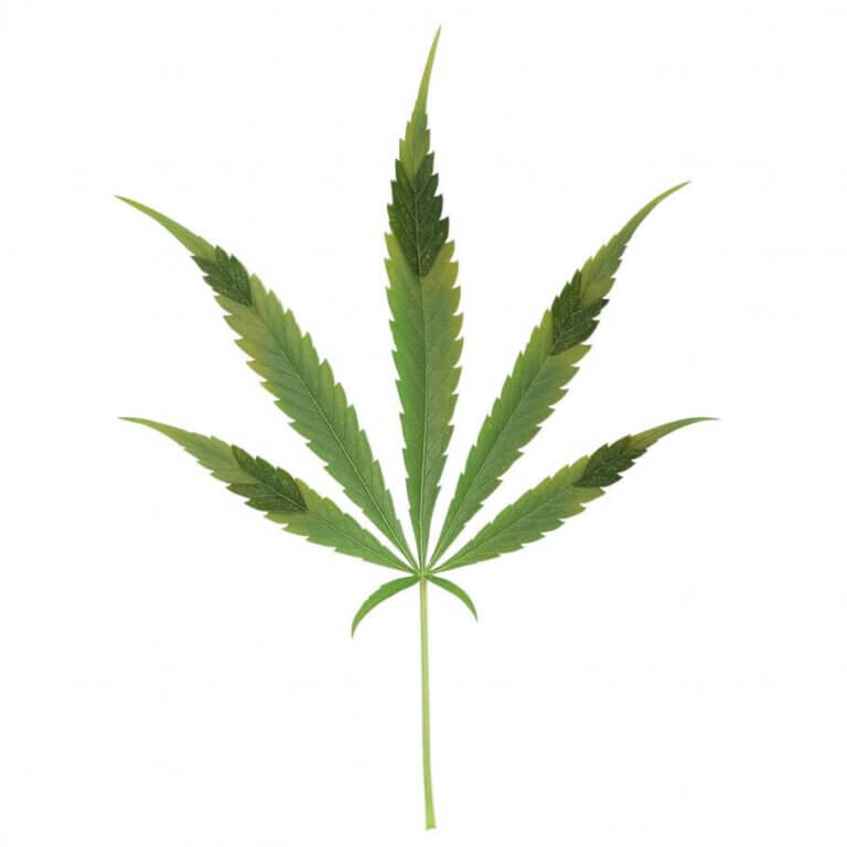 Carences ou excès de Phosphore, et plantes de Cannabis
