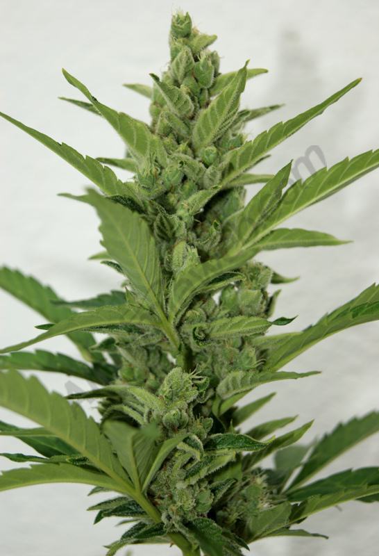 Apex FB Smart pot
