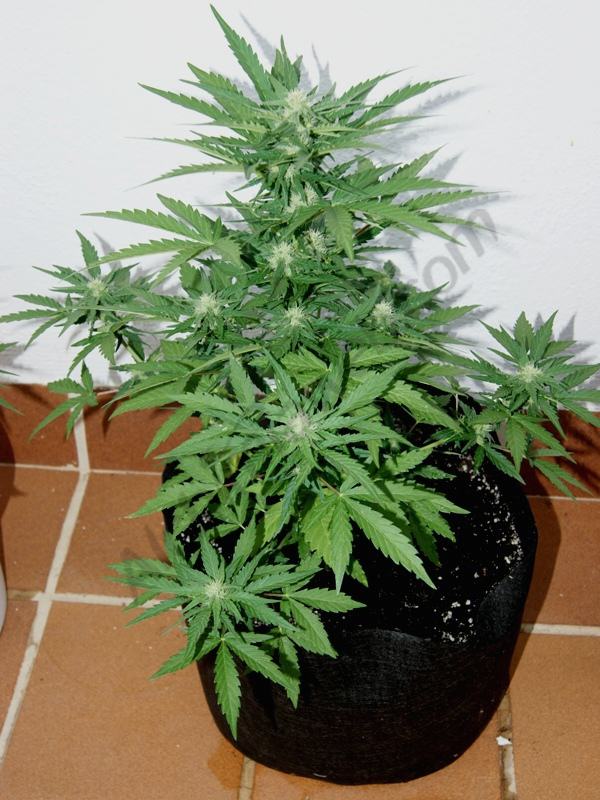 RCA en smart pot 18L, 4° semaine de floraison