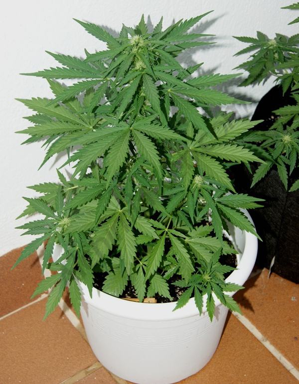 Royal Cheese 2° semaine de floraison