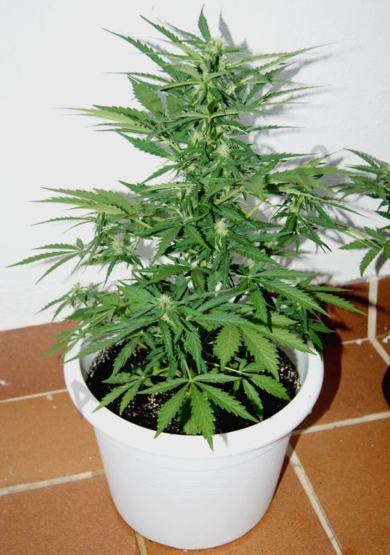 Royal Cheese Auto 3° semaine de floraison