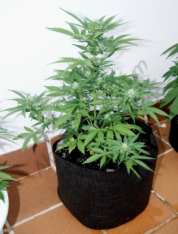 Royal Cheese Auto en Smartpot de 18L