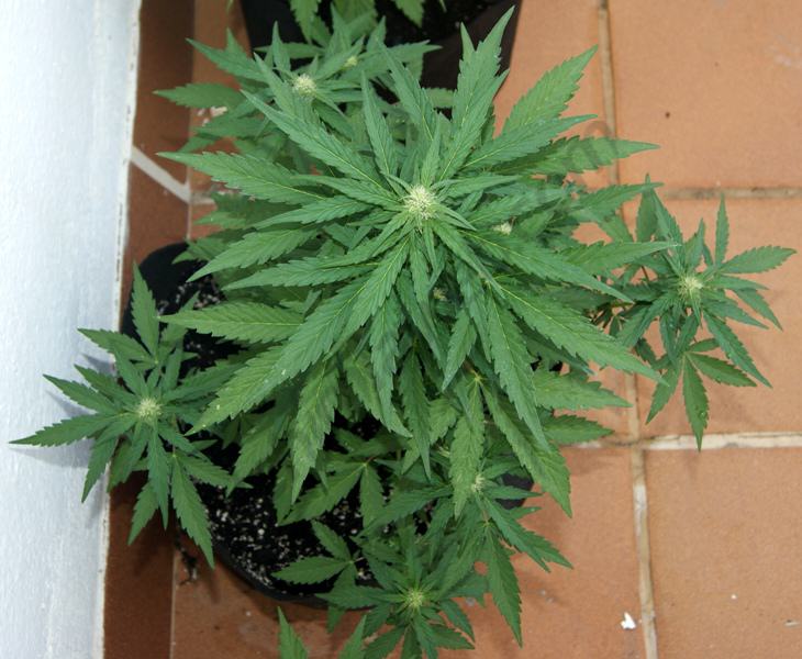 Royal Cheese 18L qui développe ses branches