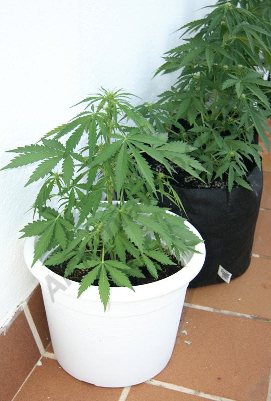 Royal Cheese 1° semaine de floraison
