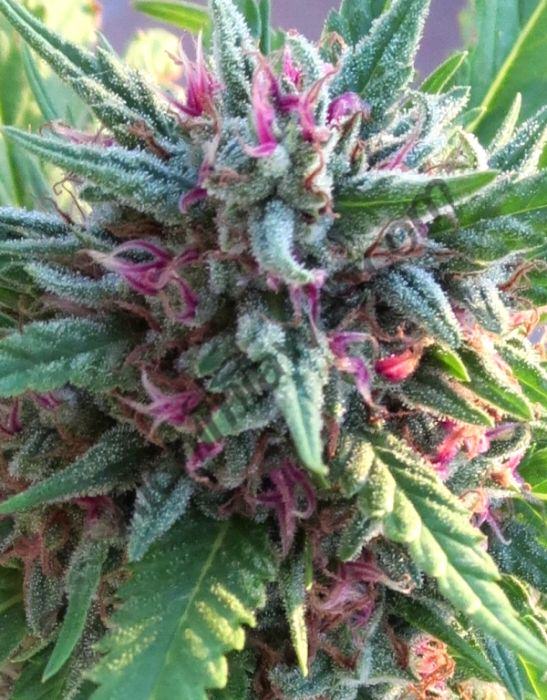 Plante de cannabis Serious 6