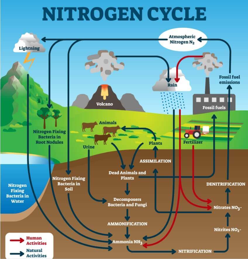 Le cycle de l'azote comprend une série de processus