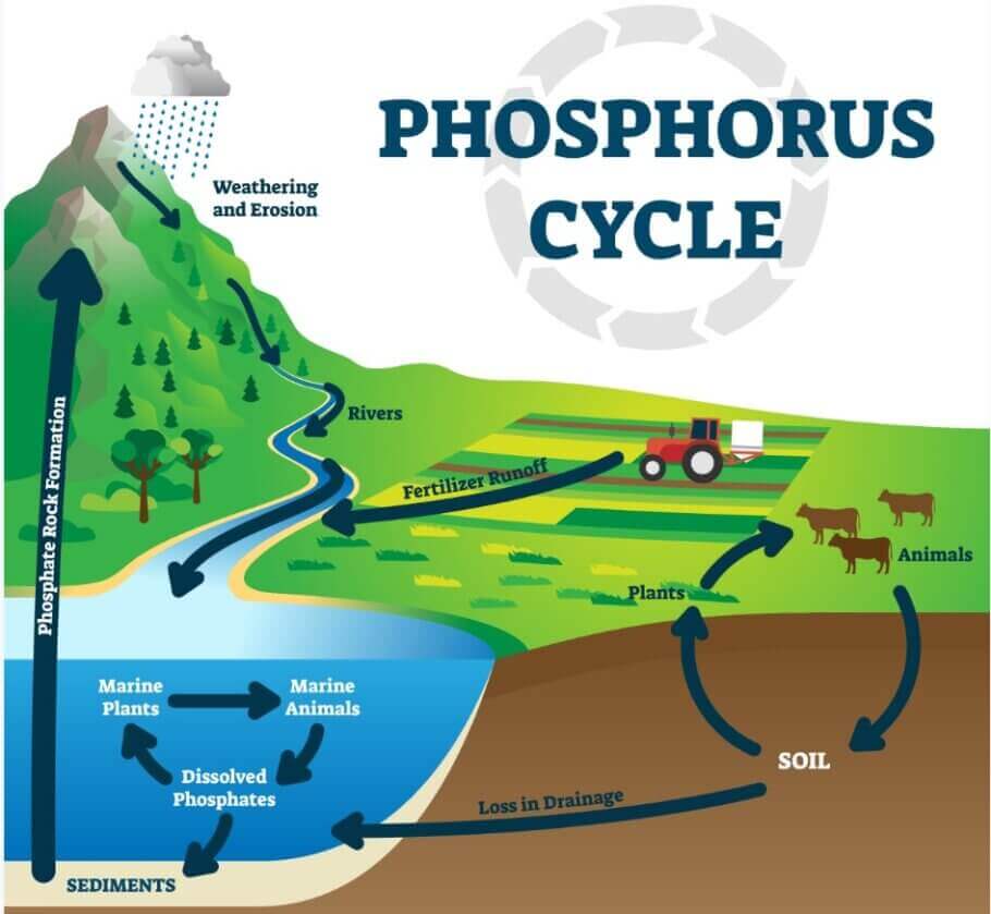 Le cycle du phosphore