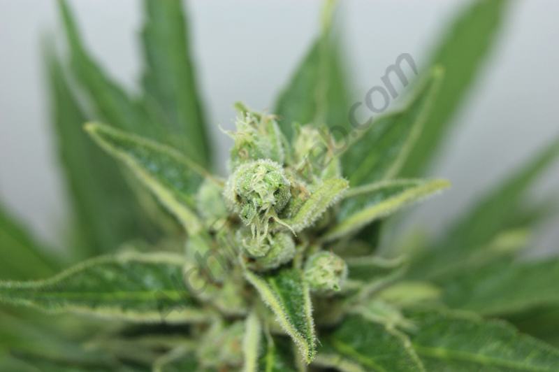 Zoom sur le bud