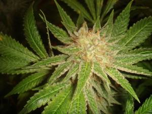Cannabis cultivé en hydroponie avec un PH correct