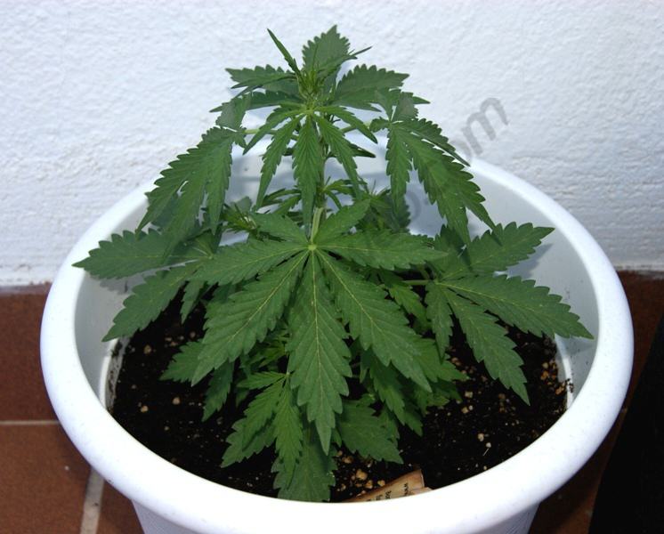 Royal Cheese Auto 11L