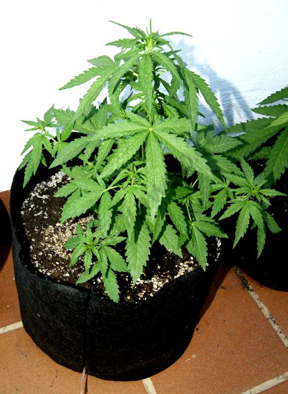 Royal Cheese Auto en pot de 18L
