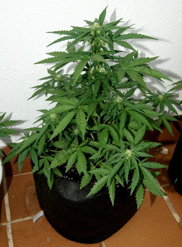 Royal Cheese Auto deuxième semaine de floraison