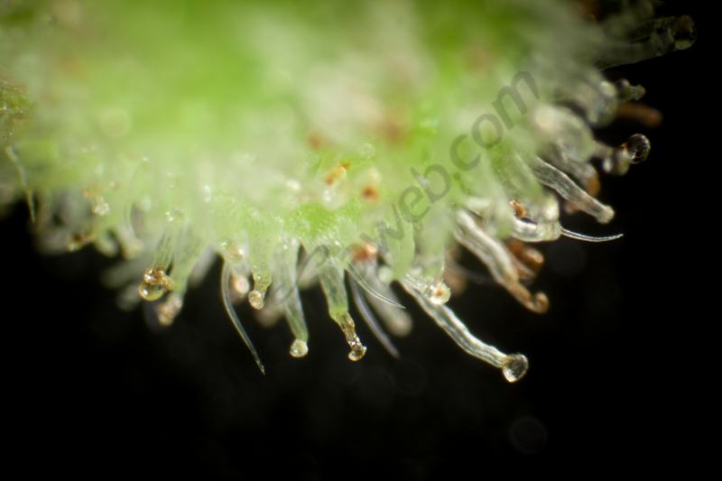 Trichomes matures