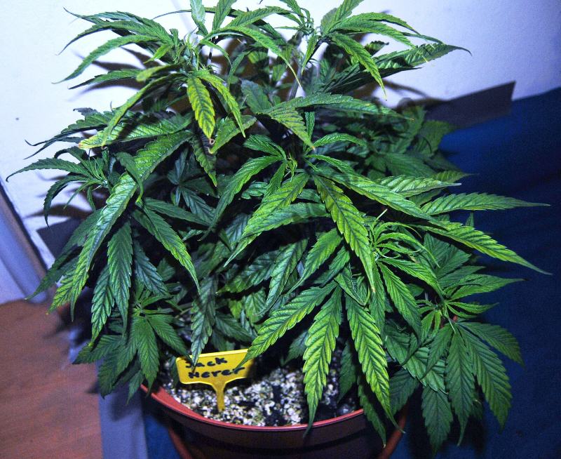 Plante de cannabis souffrant de manque de Magnésium