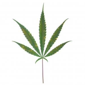 Carence et excès de calcium dans les cultures de cannabis