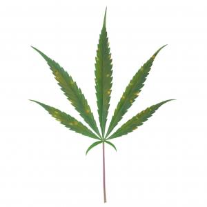 Carence et excès de calcium dans les cultures de cannabis