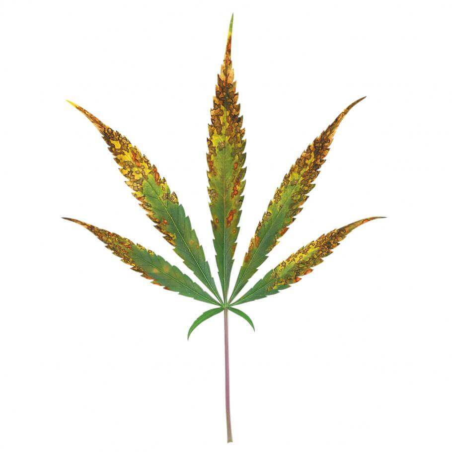 Carence avancée en calcium dans le cannabis