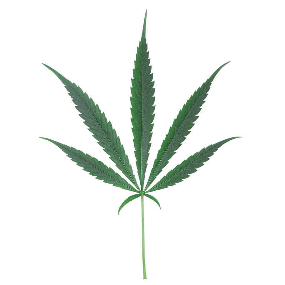 Début d?une carence en magnésium dans le cannabis