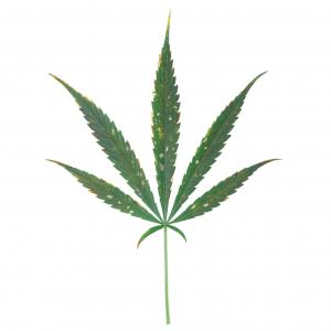 Magnésium: carence et excès chez le cannabis